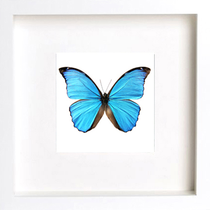 Morpho-absoloni-butterfly-card-frame | Life Blooms